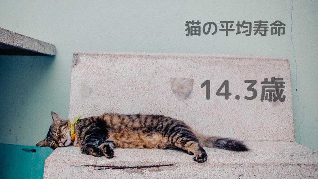 猫の平均寿命は？