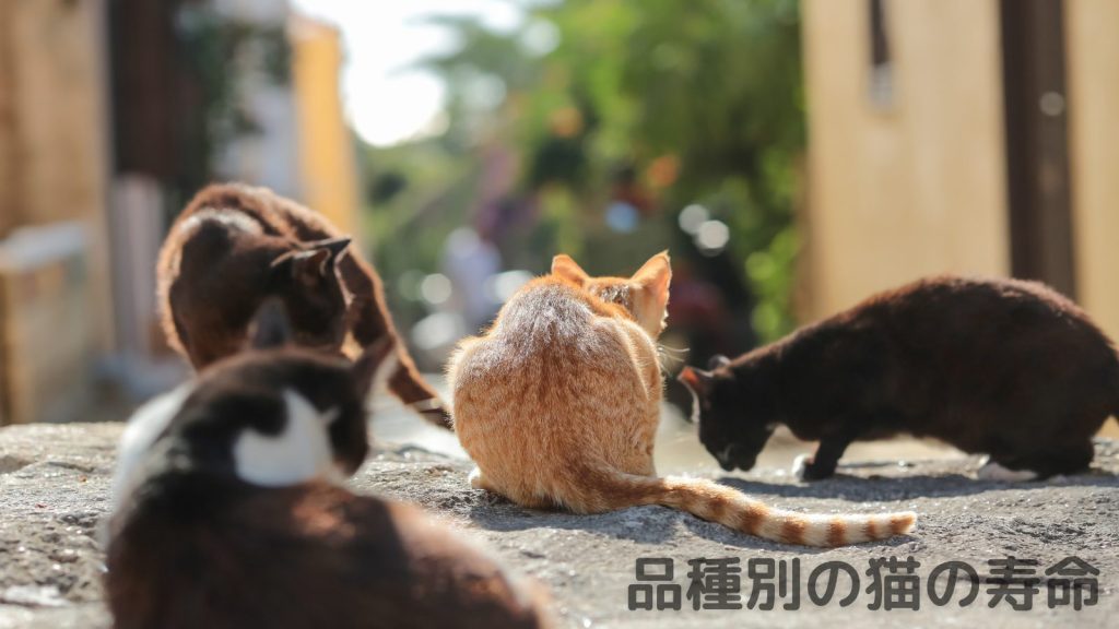 品種別の猫の寿命