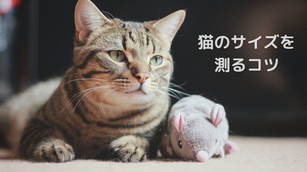 猫のサイズを測るコツ