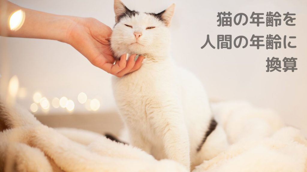 猫の年齢を人間の年齢に換算！