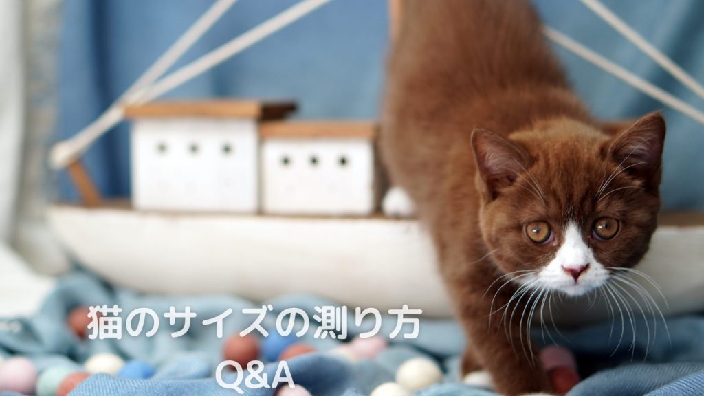 猫のサイズの測り方に関するQ&Aあれこれ