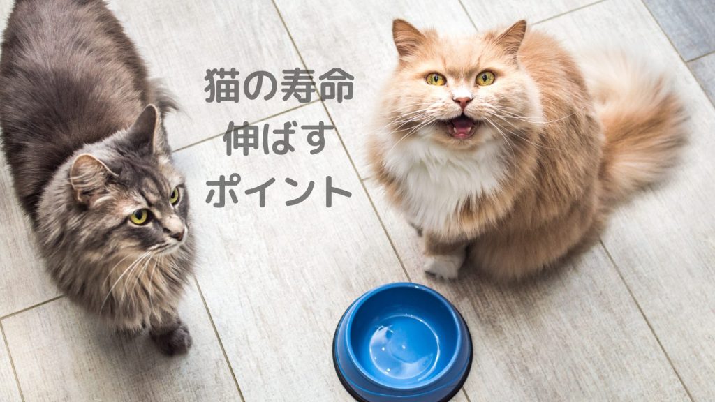 猫の寿命を伸ばすポイント！猫と一緒に長生きしたい