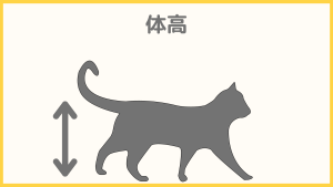 猫のサイズの測り方：体高