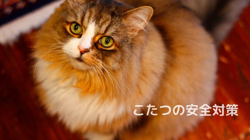 猫はこたつが好きだから、安全対策しておきましょう