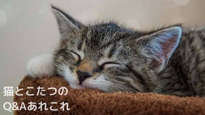 猫とこたつのQ&Aあれこれ