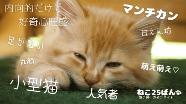 マンチカンの飼い方